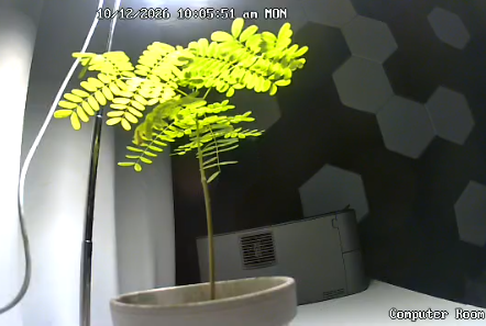 Baby tree